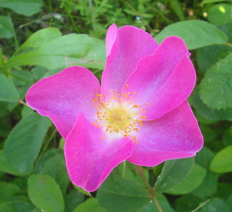 800px-Wild_Rosa_gallica_Romania-768x703.jpeg