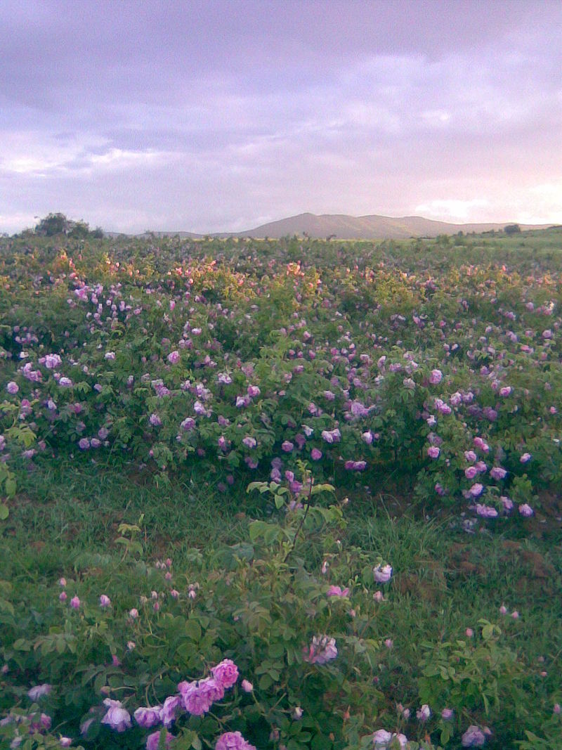 Rose-valley-view.jpeg