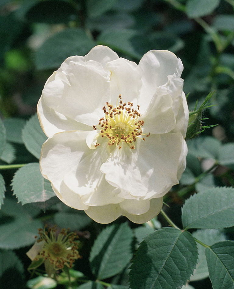 800px-Rosa_Semi-plena-768x948.jpeg