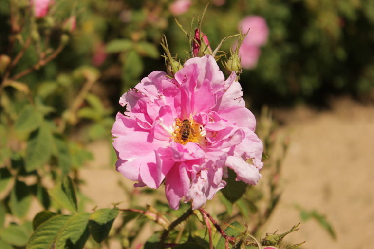 Bulgarian_Rosa_damascena-768x512.jpeg